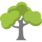 Cave Creek Tree Removal