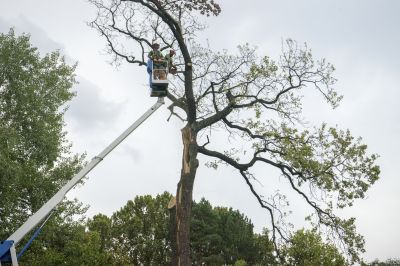Hickory Tree Removal