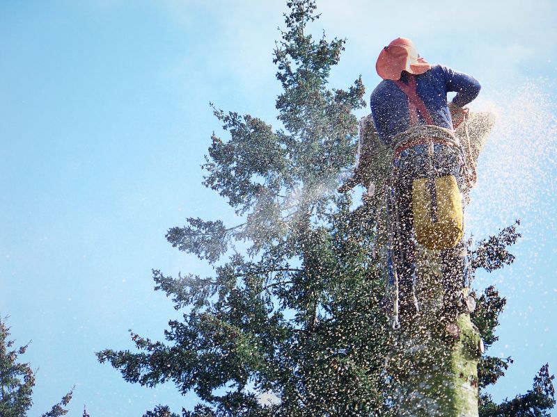 Increase Your Tree Removal Business with an AI Driven, Targeted Website