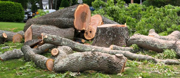 Large Tree Removal in Cave Creek