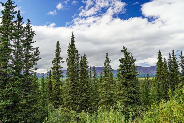 Spruce Tree Removal in Cave Creek