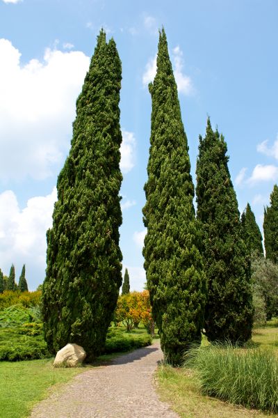 Cypress Tree Removal in Cave Creek