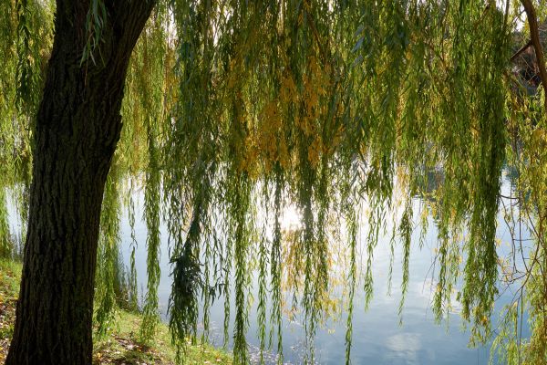Willow Tree Removal in Cave Creek