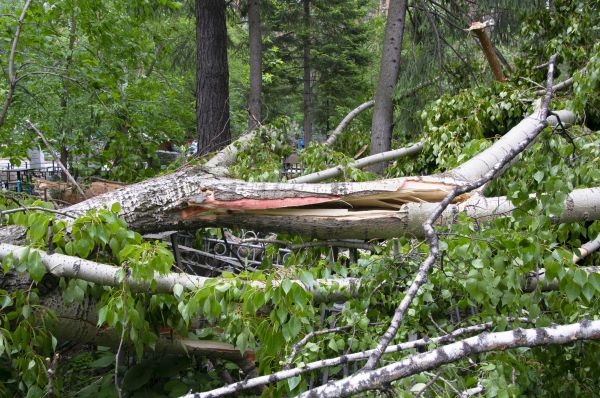 Birch Tree Removal in Cave Creek