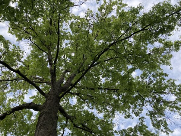 Oak Tree Removal in Cave Creek