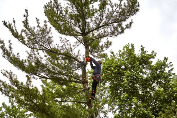 Pine Tree Removal in Cave Creek