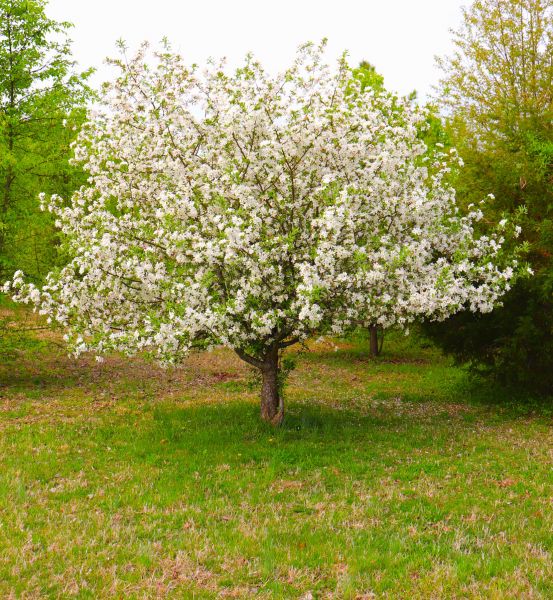 Dogwood Tree Removal in Cave Creek