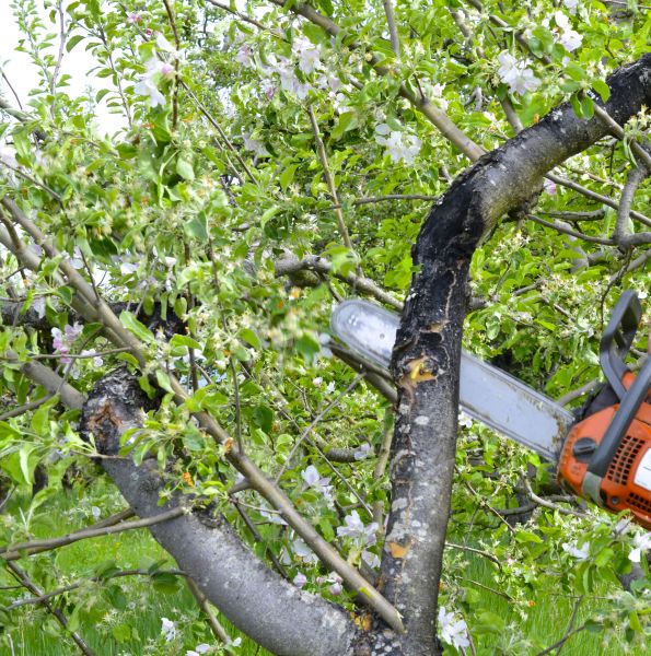 Apple Tree Removal in Cave Creek