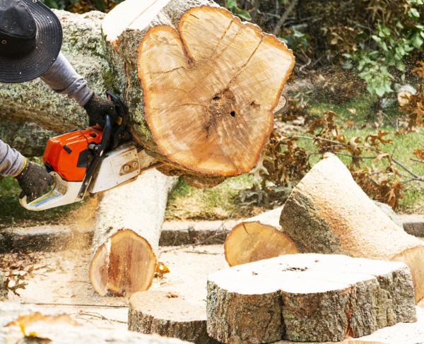 Tree Removal Service in Cave Creek