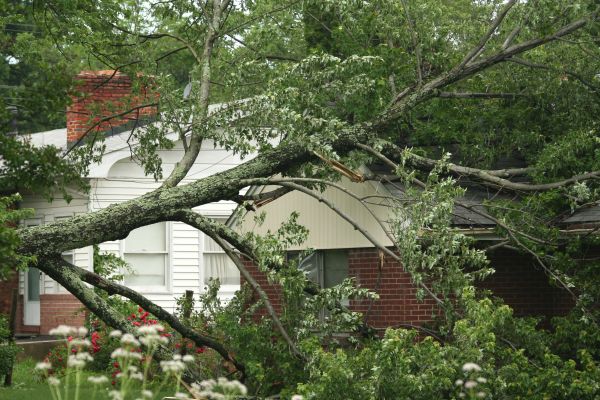 Emergency Tree Removal in Cave Creek