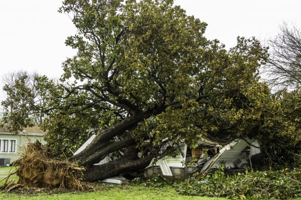 Fallen Tree Removal in Cave Creek