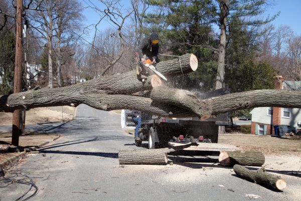 Residential Tree Removal in Cave Creek