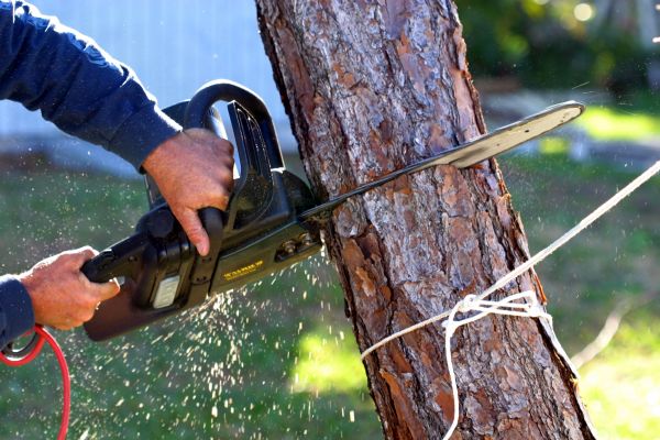 Dead Tree Removal in Cave Creek